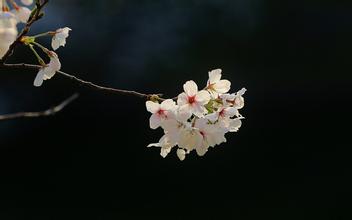 “适逢三月.满眼芳菲”——安源三月之约
